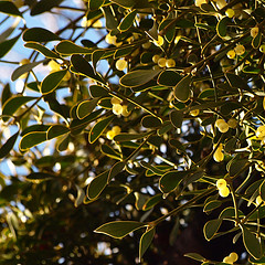 mistletoe for high blood pressure