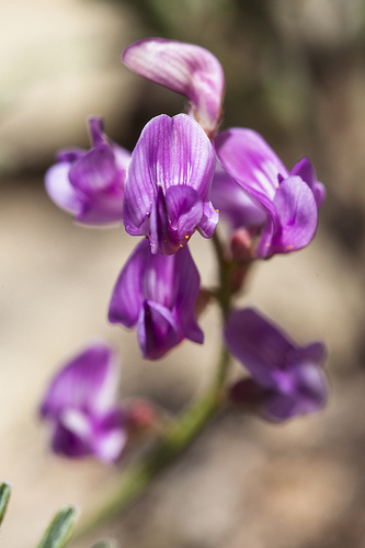 Huang Qi, astragalus