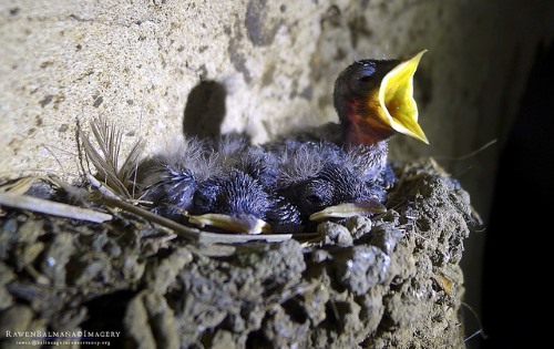 bird's nest