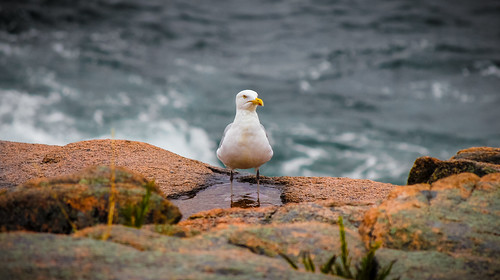 bird feet