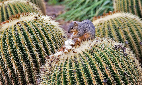 brave squirrel